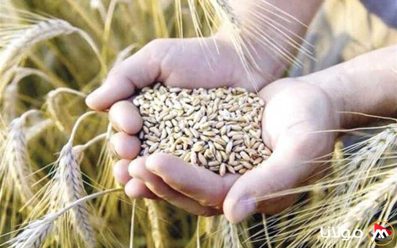 حصاد القمح 2025 في الوادي الجديد يحقق نجاحاً مع توريد 209 آلاف طن حتى الآن