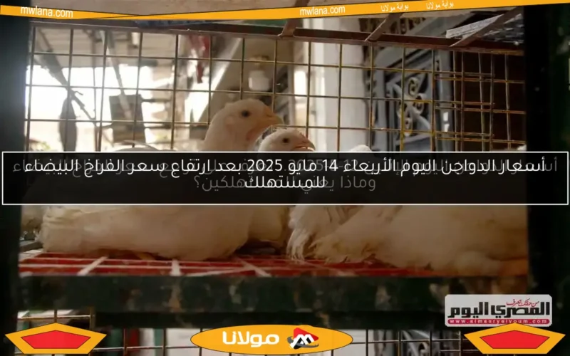 أسعار الدواجن اليوم الإثنين 12-5-2025.. تعرف على تراجع سعر الفراخ البيضاء وماذا يعني للمستهلكين؟
