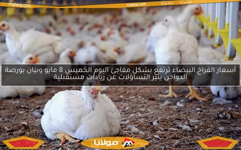 أسعار الفراخ البيضاء ترتفع بشكل مفاجئ اليوم الخميس 8 مايو وبيان بورصة الدواجن يثير التساؤلات عن زيادات مستقبلية