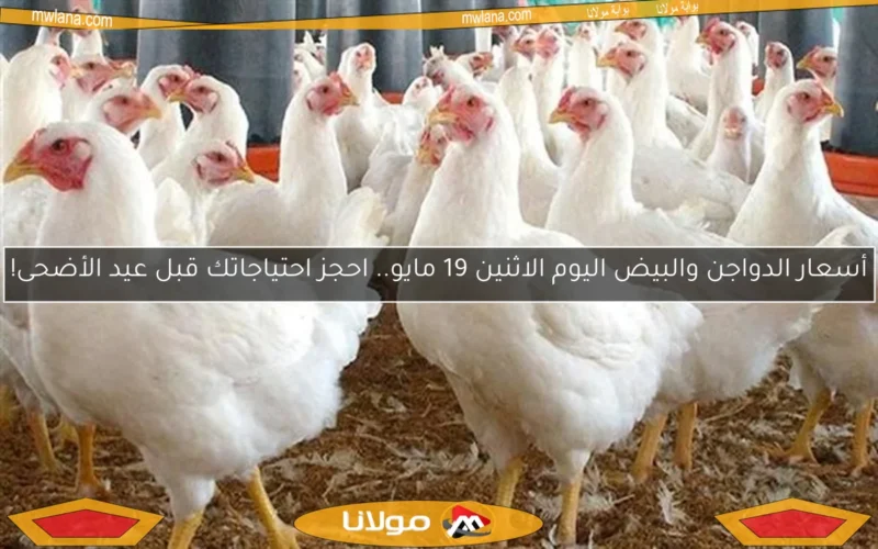 أسعار الدواجن والبيض اليوم الاثنين 19 مايو.. احجز احتياجاتك قبل عيد الأضحى!