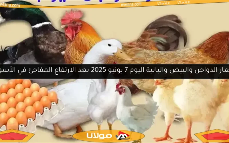 أسعار الدواجن والبيض والبانية اليوم 7 يونيو 2025 بعد الارتفاع المفاجئ في الأسواق