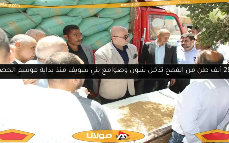280 ألف طن من القمح تدخل شون وصوامع بني سويف منذ بداية موسم الحصاد