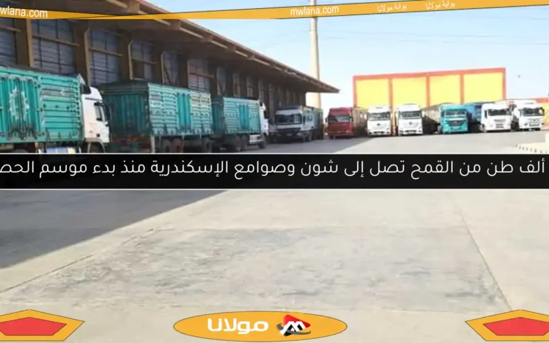 70 ألف طن من القمح تصل إلى شون وصوامع الإسكندرية منذ بدء موسم الحصاد