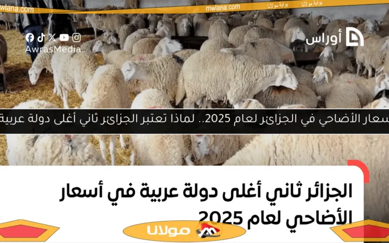 أسعار الأضاحي في الجزائر لعام 2025.. لماذا تعتبر الجزائر ثاني أغلى دولة عربية؟