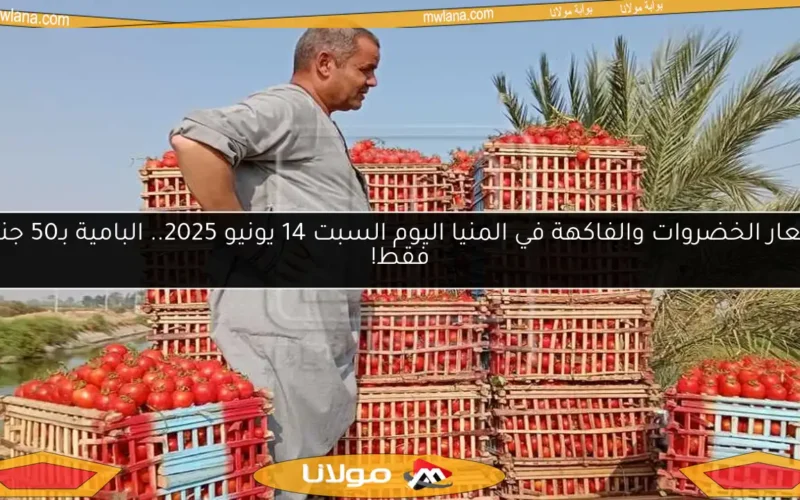 أسعار الخضروات والفاكهة في المنيا اليوم السبت 14 يونيو 2025.. البامية بـ50 جنيهًا فقط!
