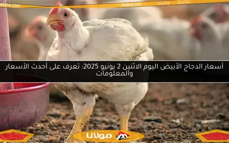 أسعار الدجاج الأبيض اليوم الاثنين 2 يونيو 2025: تعرف على أحدث الأسعار والمعلومات