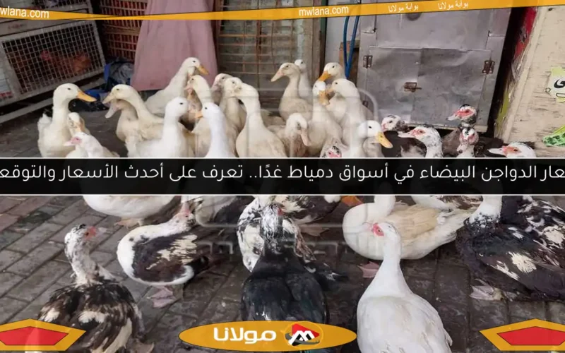 أسعار الدواجن البيضاء في أسواق دمياط غدًا.. تعرف على أحدث الأسعار والتوقعات