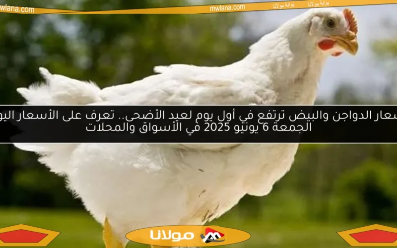أسعار الدواجن والبيض ترتفع في أول يوم لعيد الأضحى.. تعرف على الأسعار اليوم الجمعة 6 يونيو 2025 في الأسواق والمحلات