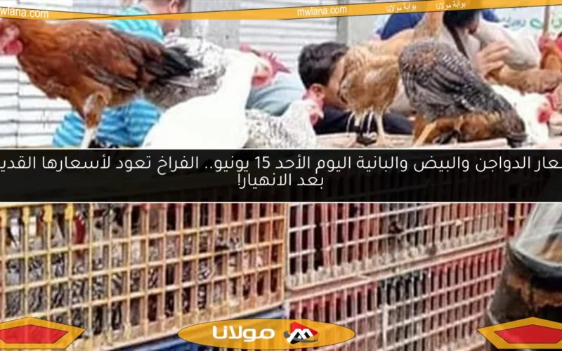 أسعار الدواجن والبيض والبانية اليوم الأحد 15 يونيو.. الفراخ تعود لأسعارها القديمة بعد الانهيار!