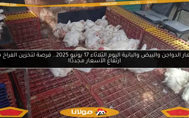 أسعار الدواجن والبيض والبانية اليوم الثلاثاء 17 يونيو 2025.. فرصة لتخزين الفراخ قبل ارتفاع الأسعار مجددًا!