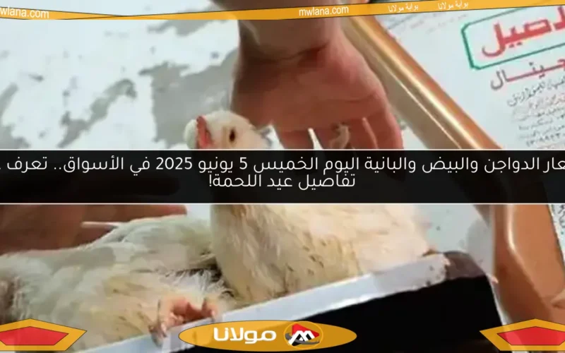 أسعار الدواجن والبيض والبانية اليوم الخميس 5 يونيو 2025 في الأسواق.. تعرف على تفاصيل عيد اللحمة!