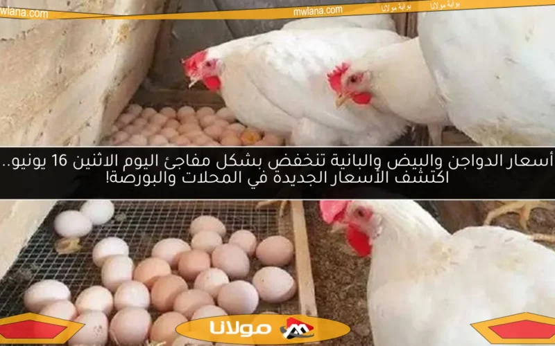 أسعار الدواجن والبيض والبانية تنخفض بشكل مفاجئ اليوم الاثنين 16 يونيو.. اكتشف الأسعار الجديدة في المحلات والبورصة!