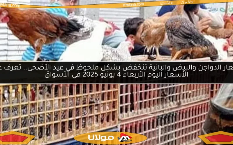 أسعار الدواجن والبيض والبانية تنخفض بشكل ملحوظ في عيد الأضحى.. تعرف على الأسعار اليوم الأربعاء 4 يونيو 2025 في الأسواق