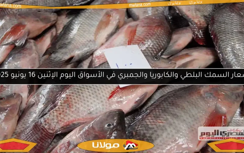 أسعار السمك البلطي والكابوريا والجمبري في الأسواق اليوم الإثنين 16 يونيو 2025