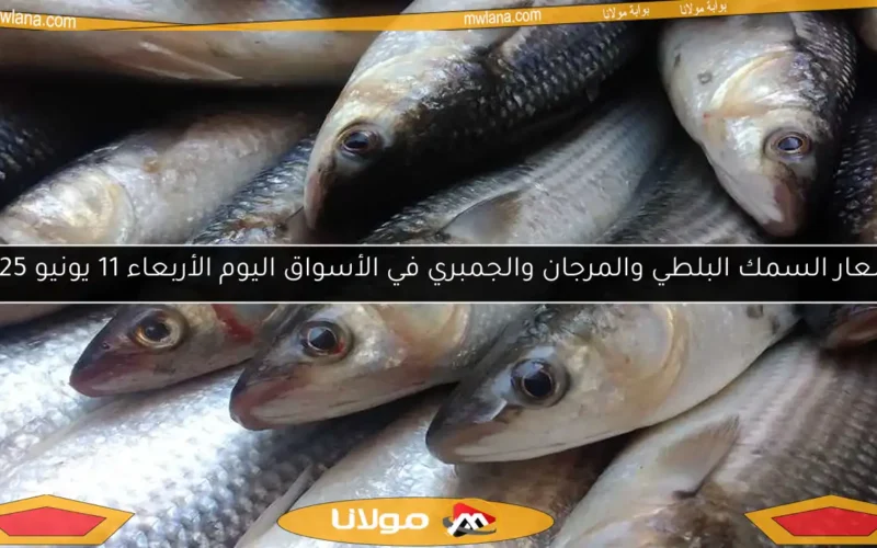 أسعار السمك البلطي والمرجان والجمبري في الأسواق اليوم الأربعاء 11 يونيو 2025