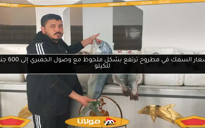 أسعار السمك في مطروح ترتفع بشكل ملحوظ مع وصول الجمبري إلى 600 جنيه للكيلو