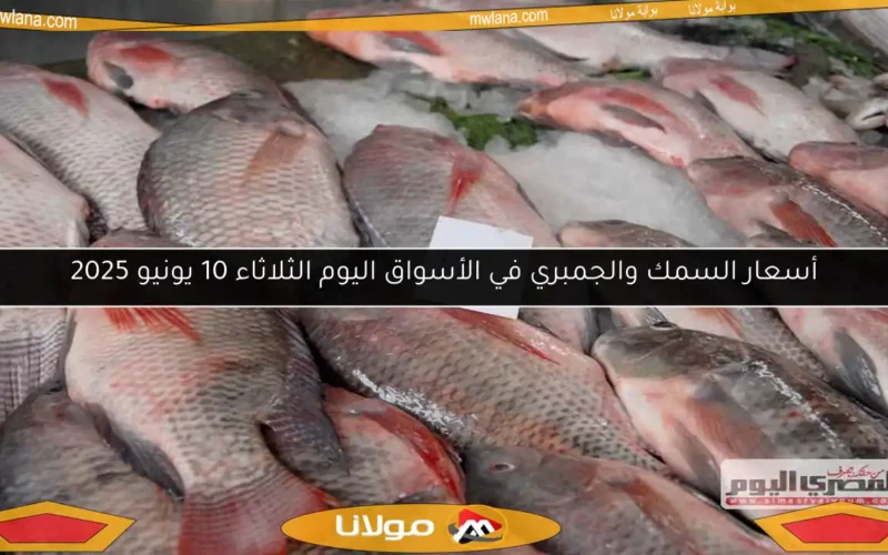 أسعار السمك والجمبري في الأسواق اليوم الثلاثاء 10 يونيو 2025