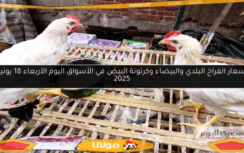 أسعار الفراخ البلدي والبيضاء وكرتونة البيض في الأسواق اليوم الأربعاء 18 يونيو 2025