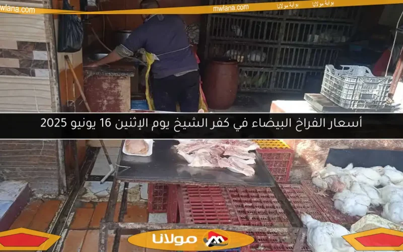 أسعار الفراخ البيضاء في كفر الشيخ يوم الإثنين 16 يونيو 2025