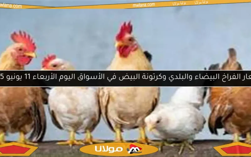 أسعار الفراخ البيضاء والبلدي وكرتونة البيض في الأسواق اليوم الأربعاء 11 يونيو 2025