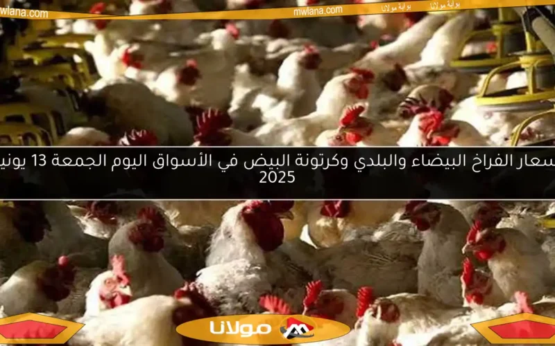 أسعار الفراخ البيضاء والبلدي وكرتونة البيض في الأسواق اليوم الجمعة 13 يونيو 2025