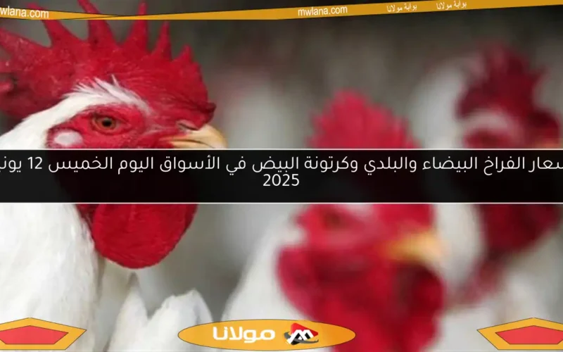 أسعار الفراخ البيضاء والبلدي وكرتونة البيض في الأسواق اليوم الخميس 12 يونيو 2025
