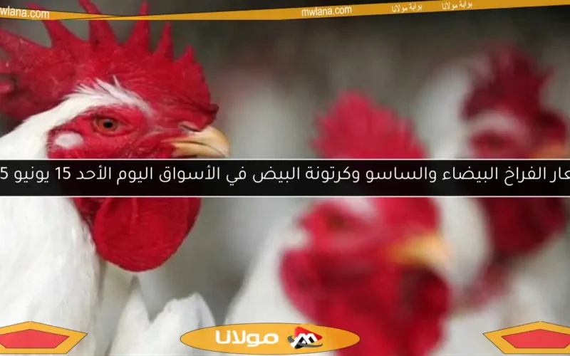 أسعار الفراخ البيضاء والساسو وكرتونة البيض في الأسواق اليوم الأحد 15 يونيو 2025