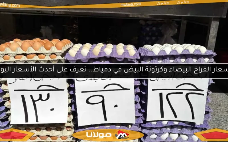 أسعار الفراخ البيضاء وكرتونة البيض في دمياط.. تعرف على أحدث الأسعار اليوم