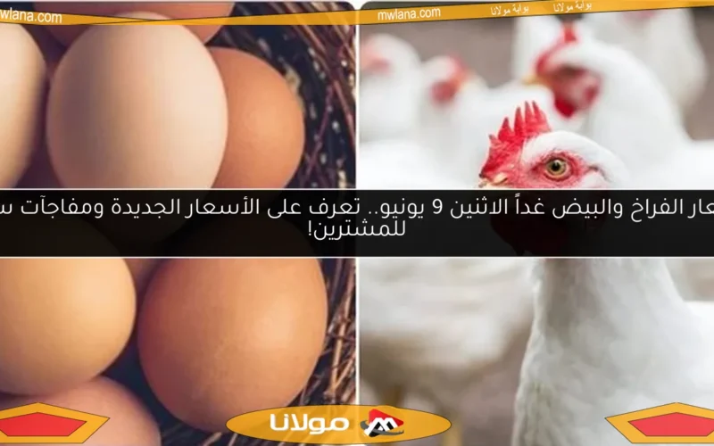 أسعار الفراخ والبيض غداً الاثنين 9 يونيو.. تعرف على الأسعار الجديدة ومفاجآت سارة للمشترين!