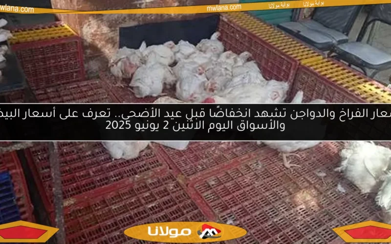 أسعار الفراخ والدواجن تشهد انخفاضًا قبل عيد الأضحى.. تعرف على أسعار البيض والأسواق اليوم الاثنين 2 يونيو 2025