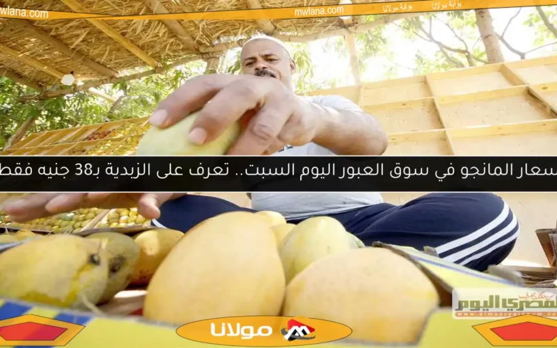 أسعار المانجو في سوق العبور اليوم السبت.. تعرف على الزبدية بـ38 جنيه فقط!