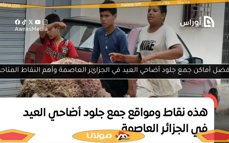 أفضل أماكن جمع جلود أضاحي العيد في الجزائر العاصمة وأهم النقاط المتاحة