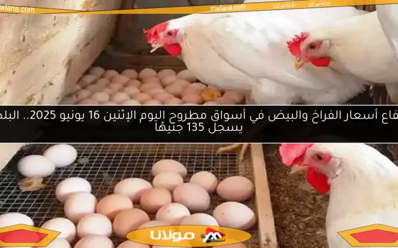ارتفاع أسعار الفراخ والبيض في أسواق مطروح اليوم الإثنين 16 يونيو 2025.. البلدي يسجل 135 جنيهًا