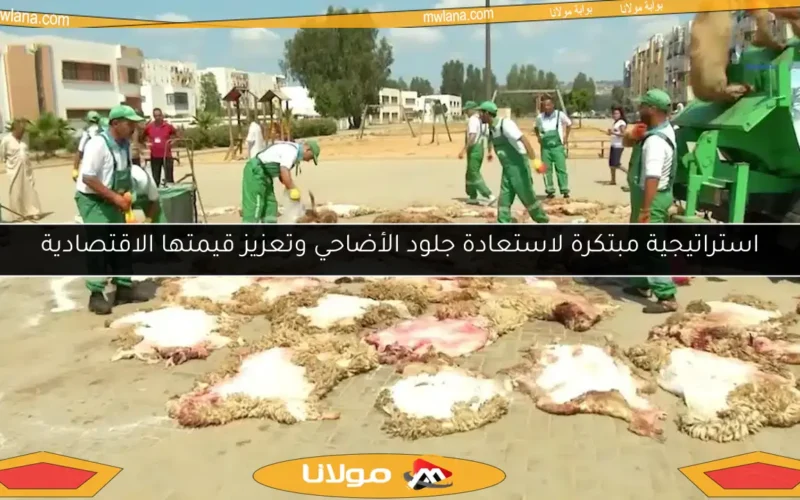 استراتيجية مبتكرة لاستعادة جلود الأضاحي وتعزيز قيمتها الاقتصادية