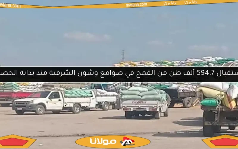 استقبال 594.7 ألف طن من القمح في صوامع وشون الشرقية منذ بداية الحصاد
