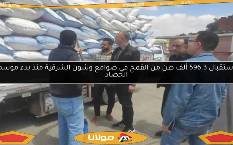 استقبال 596.3 ألف طن من القمح في صوامع وشون الشرقية منذ بدء موسم الحصاد