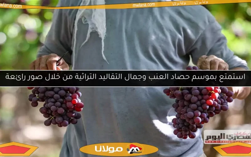 استمتع بموسم حصاد العنب وجمال التقاليد التراثية من خلال صور رائعة