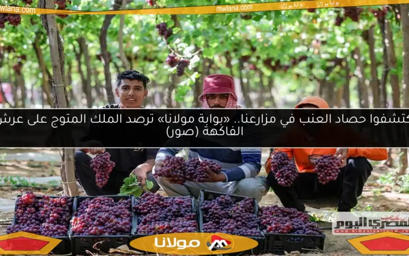 اكتشفوا حصاد العنب في مزارعنا.. «بوابة مولانا» ترصد الملك المتوج على عرش الفاكهة (صور)