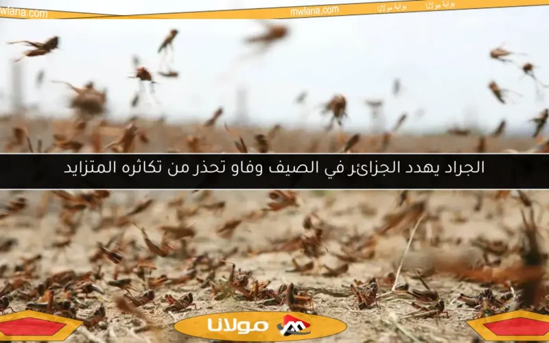 الجراد يهدد الجزائر في الصيف وفاو تحذر من تكاثره المتزايد