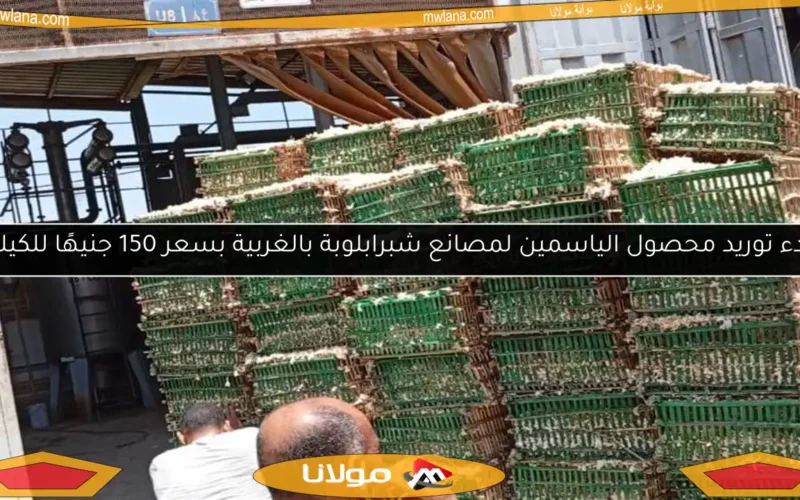 بدء توريد محصول الياسمين لمصانع شبرابلوبة بالغربية بسعر 150 جنيهًا للكيلو