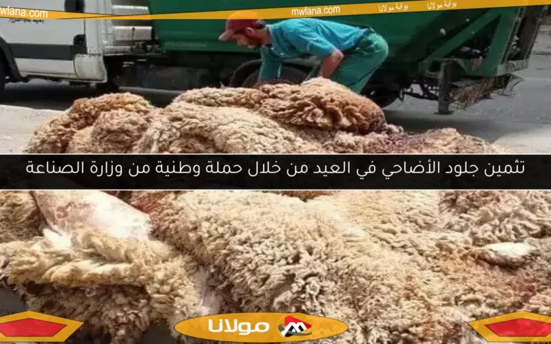 تثمين جلود الأضاحي في العيد من خلال حملة وطنية من وزارة الصناعة