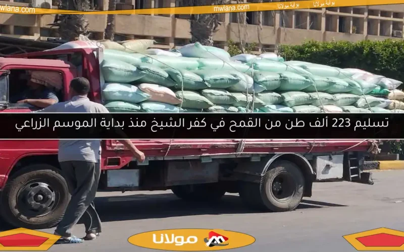 تسليم 223 ألف طن من القمح في كفر الشيخ منذ بداية الموسم الزراعي