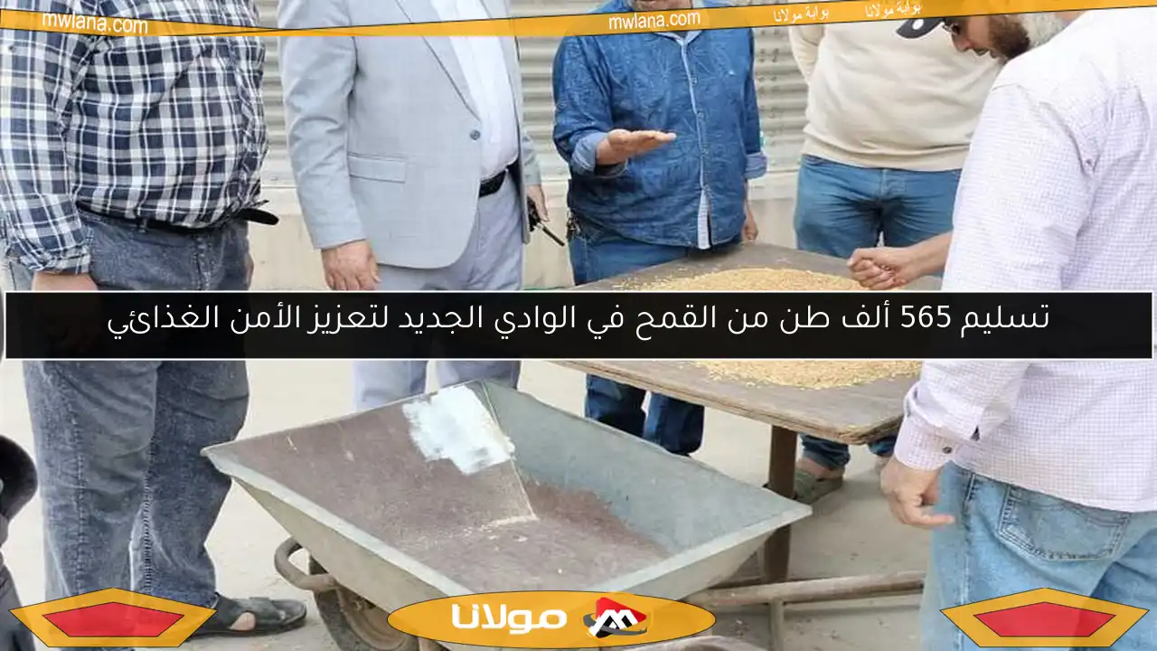 تسليم 565 ألف طن من القمح في الوادي الجديد لتعزيز الأمن الغذائي