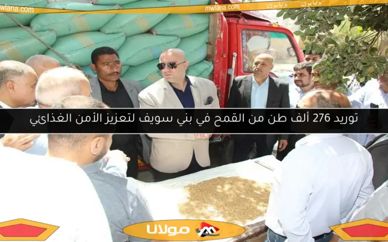 توريد 276 ألف طن من القمح في بني سويف لتعزيز الأمن الغذائي
