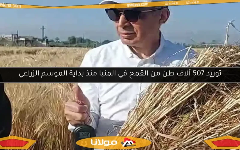 توريد 507 آلاف طن من القمح في المنيا منذ بداية الموسم الزراعي