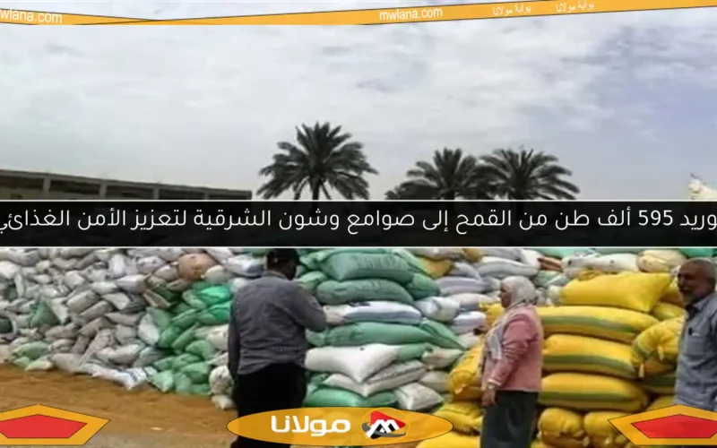 توريد 595 ألف طن من القمح إلى صوامع وشون الشرقية لتعزيز الأمن الغذائي