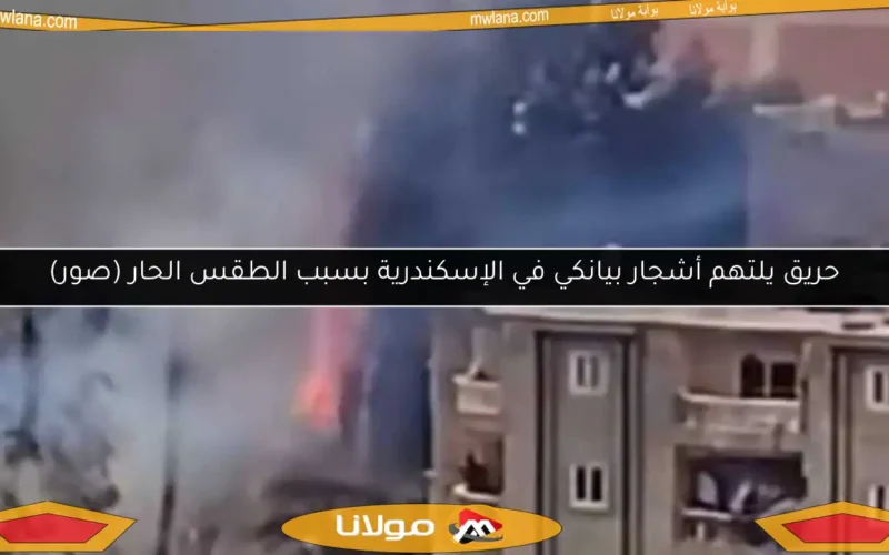 حريق يلتهم أشجار بيانكي في الإسكندرية بسبب الطقس الحار (صور)