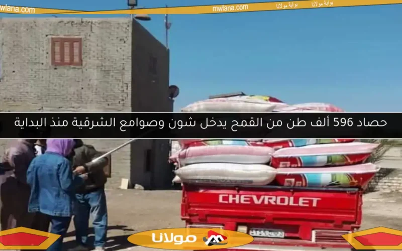 حصاد 596 ألف طن من القمح يدخل شون وصوامع الشرقية منذ البداية
