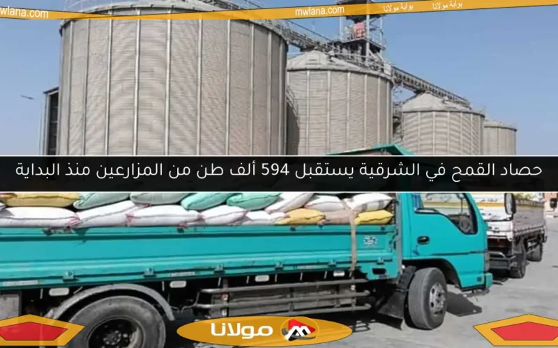 حصاد القمح في الشرقية يستقبل 594 ألف طن من المزارعين منذ البداية