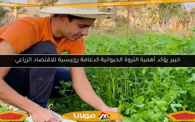 خبير يؤكد أهمية الثروة الحيوانية كدعامة رئيسية للاقتصاد الزراعي